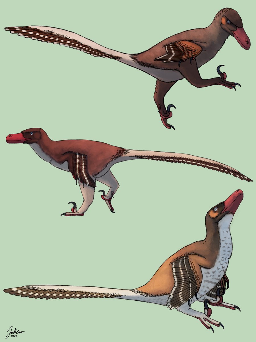 lans_snows's tweet photo. Kuru kulla sketches

#art #paleoart #dinosaur #raptor #sketch https://t.co/KR0iq3dsSD