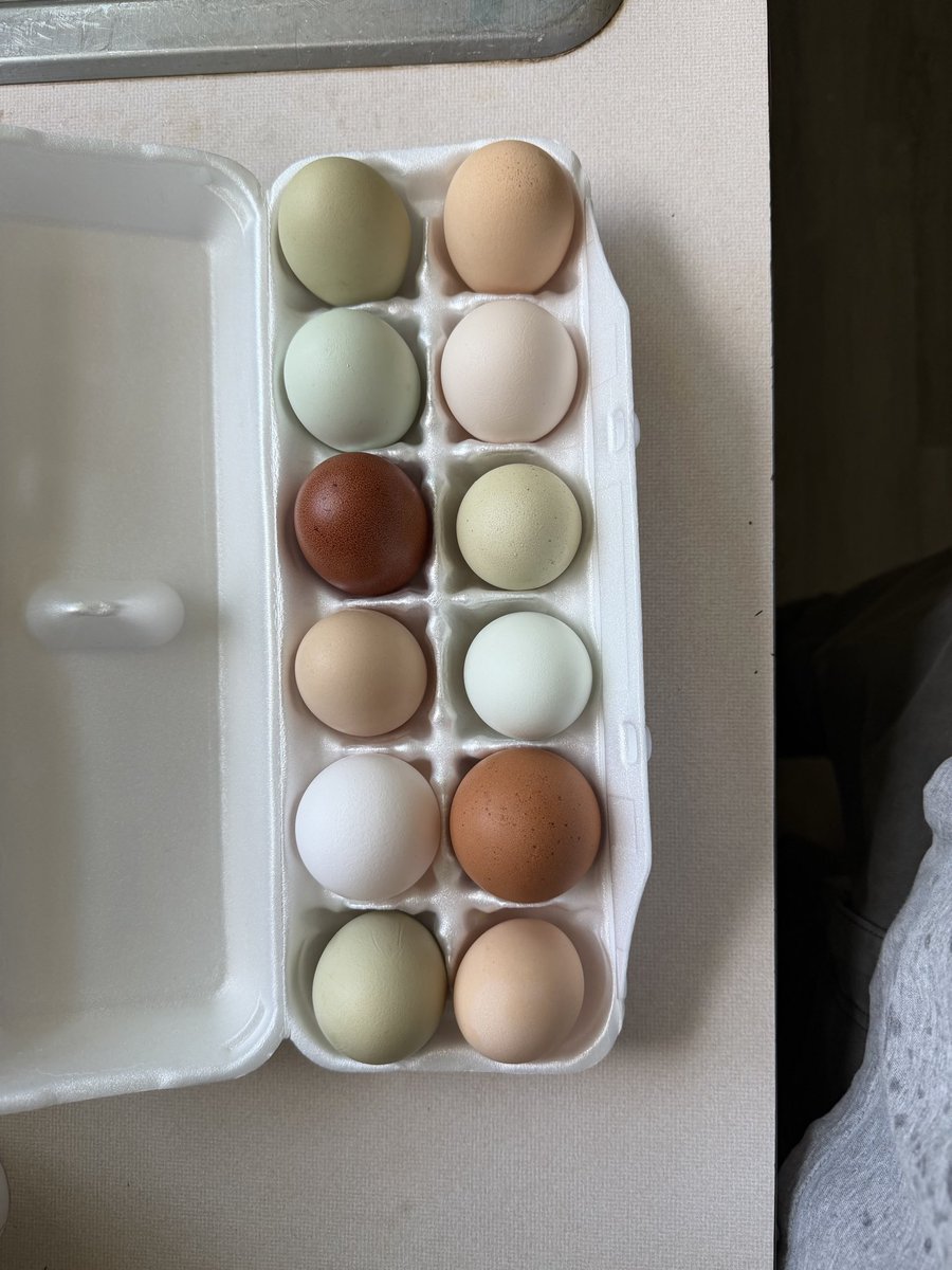 jayrparker1's tweet photo. From farm to table
#chickens #eggs #farm https://t.co/00KqlRjpO1