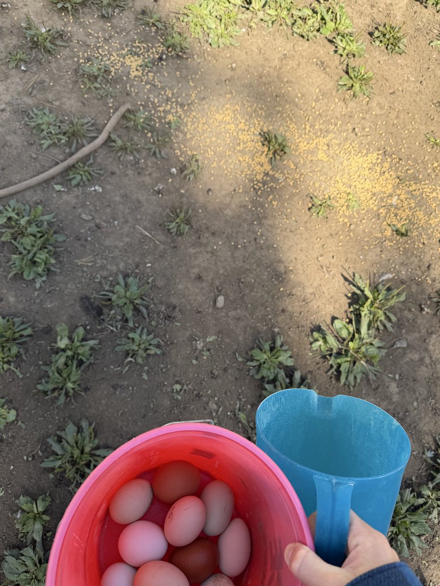 jayrparker1's tweet photo. From farm to table
#chickens #eggs #farm https://t.co/00KqlRjpO1