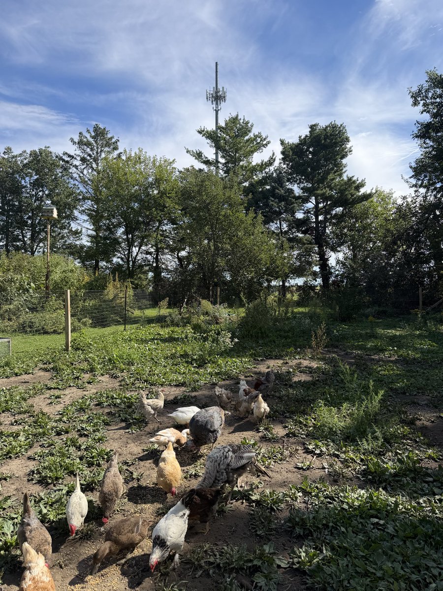 jayrparker1's tweet photo. From farm to table
#chickens #eggs #farm https://t.co/00KqlRjpO1