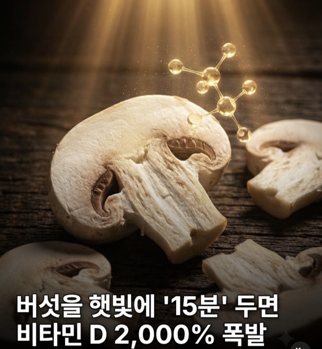 WineHunter8282's tweet photo. 슈퍼 면역력 햇빛 받은 버섯

버섯은 식물계에서 유일하게 비타민D를 스스로 합성할 수 있는 놀라운 존재.

1. 버섯을 슬라이스하여 햇빛에 단 15분만 노출해도 비타민 D2함량이 무려 2,000% 까지 
급증.

2. UV-B 광선이 버섯 속의 ‘ 에르고스테롤’ 
성분과 만나 천연 비타민 D로 변환.

3. 단순히 수치만 올라가는게 아니라 
우리 몸이 흡수하기 가장 좋은 천연 상태의 영양소를 얻게 됨