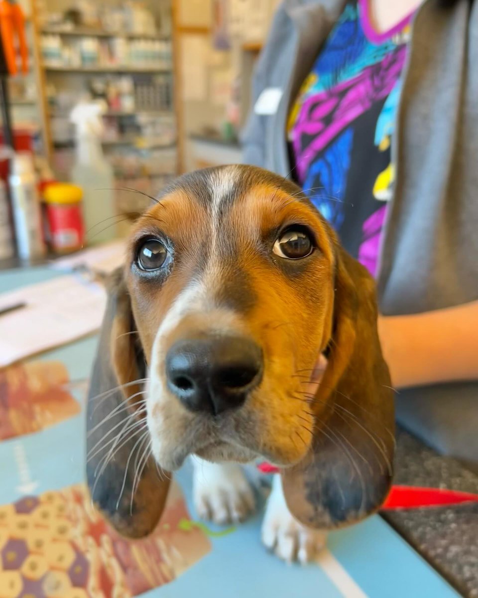 FerdinandDlk's tweet photo. Meet Tippy: the pup with really, really long ears and the sweetest face! https://t.co/BBtMIjvDBI