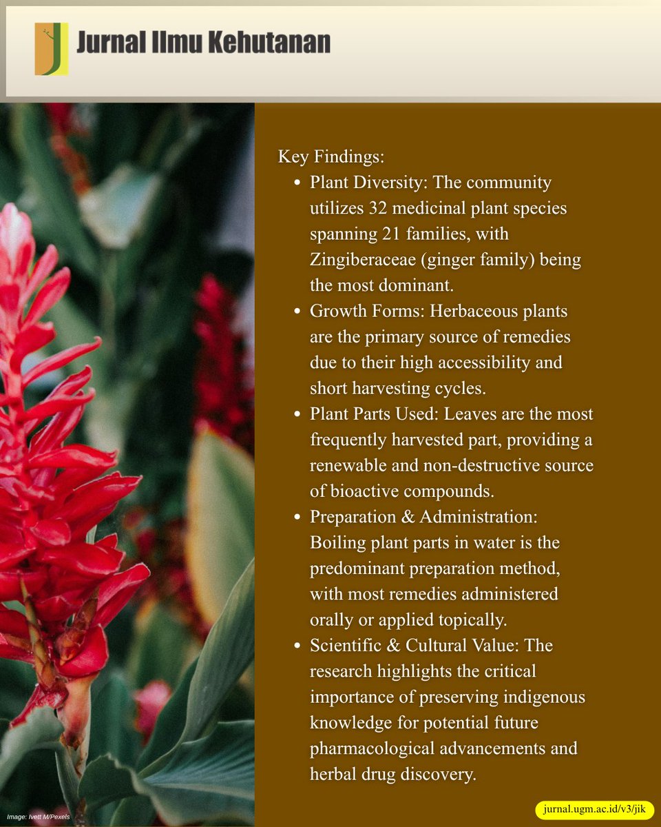 JurnalKehutanan's tweet photo. Ancient Herbal Healing of the Dayak Community
https://t.co/rY2yjgwRX5
#Ethnobotany #Ethnomedicine #TraditionalKnowledge #TraditionalMedicine #IndigenousCommunities #LocalWisdom #DayakLaya #Zingiberaceae https://t.co/vl5W5TdYdw