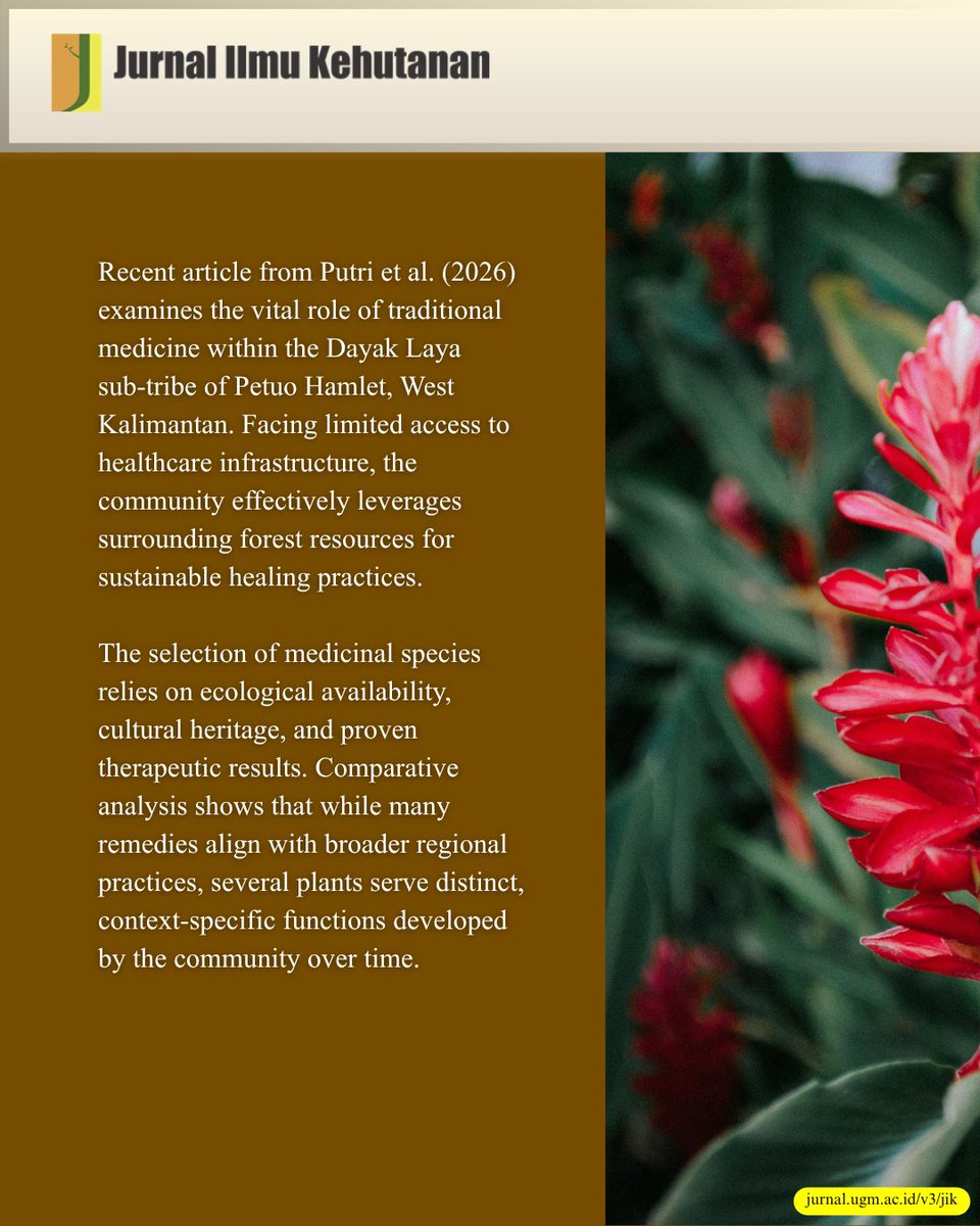 JurnalKehutanan's tweet photo. Ancient Herbal Healing of the Dayak Community
https://t.co/rY2yjgwRX5
#Ethnobotany #Ethnomedicine #TraditionalKnowledge #TraditionalMedicine #IndigenousCommunities #LocalWisdom #DayakLaya #Zingiberaceae https://t.co/vl5W5TdYdw