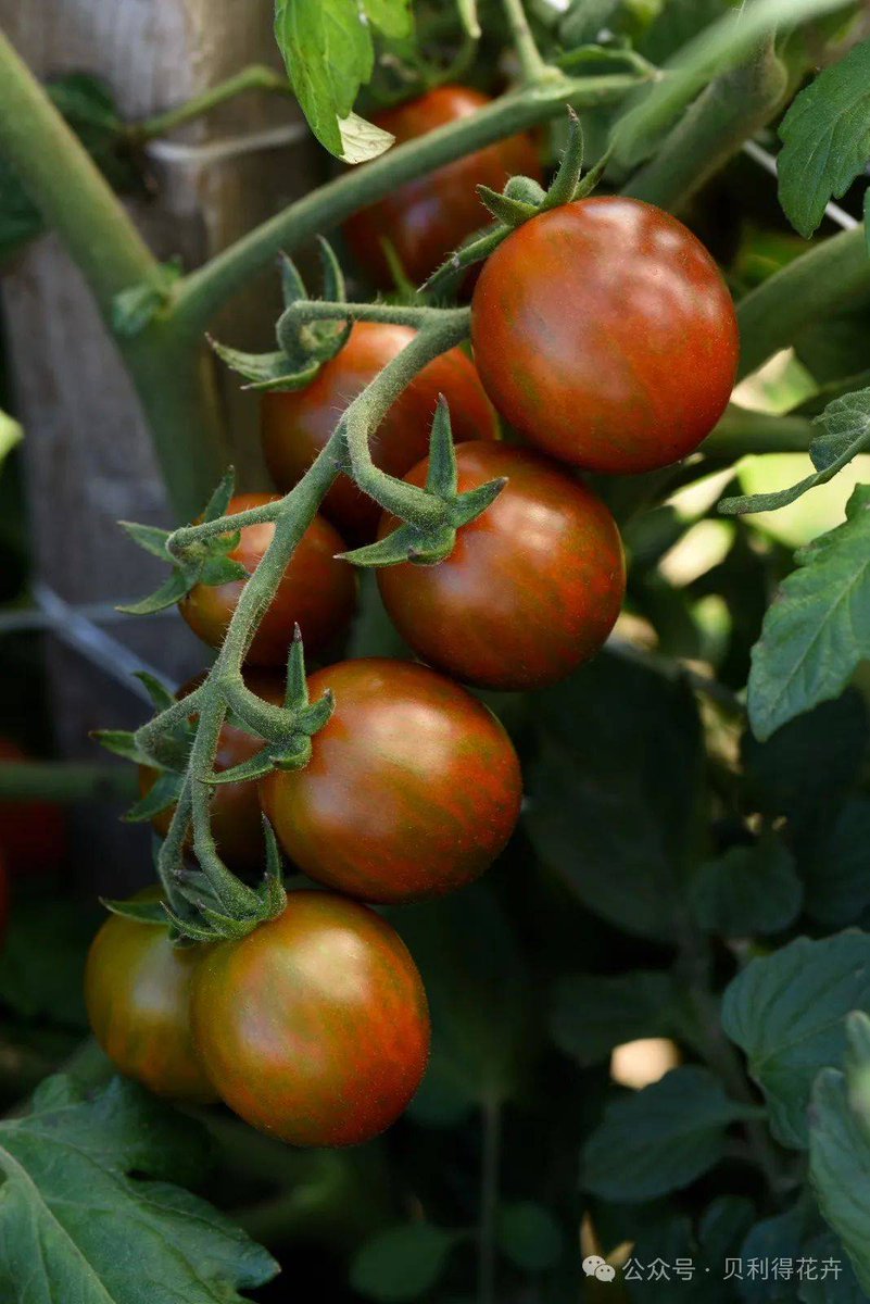 FernandeArmeb9's tweet photo. Just tried the new organic cherry tomatoes from the local farm—super juicy, sun-ripened, and bursting with natural sweetness, no weird aftertaste at all! Perfect for a quick salad or snack https://t.co/KroXU7GKoD