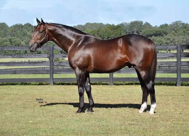 FirstDudeDDF's tweet photo. It is with heavy heart, the passing of First Dude. ❤️

First Dude leaves behind a towering legacy, not just as a dominant force on the track  but as a multi-time leading regional sire who injected crucial stamina, bone, and class into his progeny. https://t.co/SMxitMwz43
