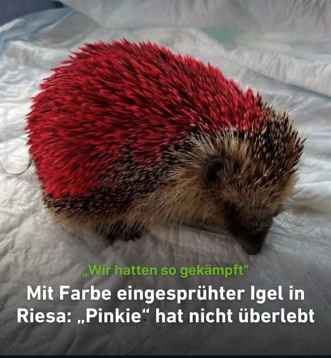 Galahad40000's tweet photo. Wer sowas macht, ist nicht mehr als Abschaum 😡 https://t.co/3oO1goDPFr