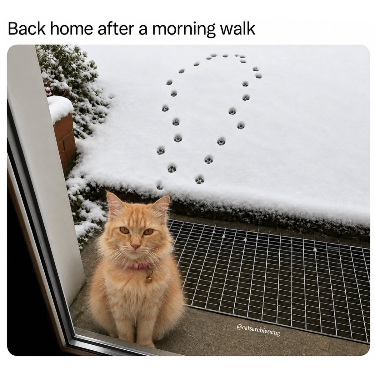 catsareblessing's tweet photo. https://t.co/d1Cpe3Mipb