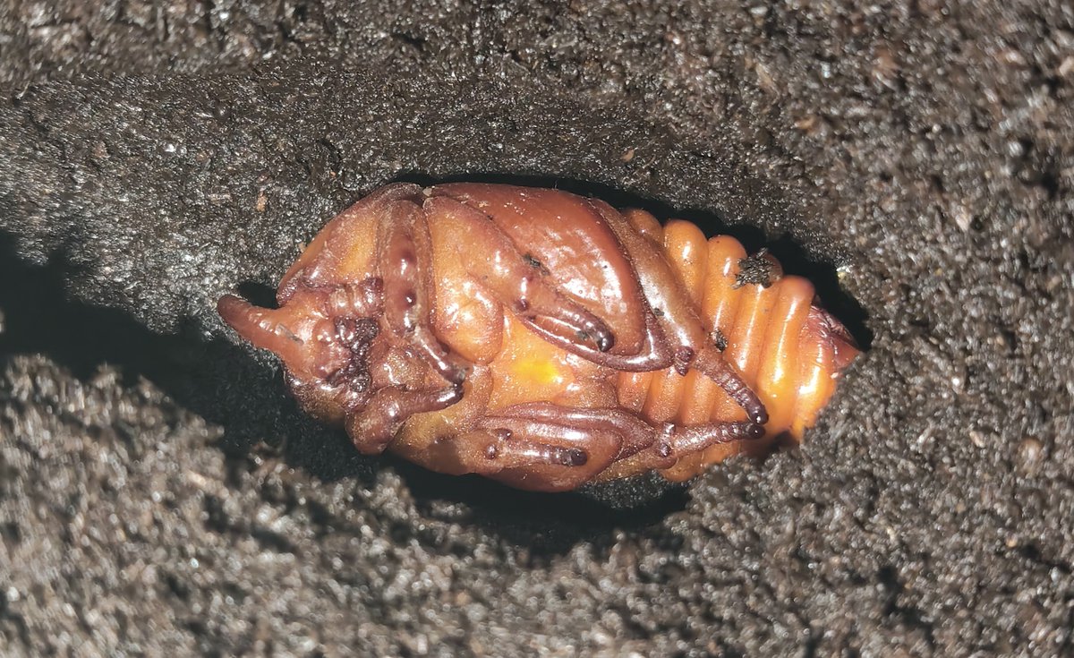 OcciroBeetle's tweet photo. パンカブト[WF1]

またまたケースの底から蛹化している子が確認できたので、結露で羽化不全にならないよう露天掘り。

蛹の状態で仮計測してみましたが、60ミリ前半と中々良いサイズでした。 https://t.co/BGemngW2oT