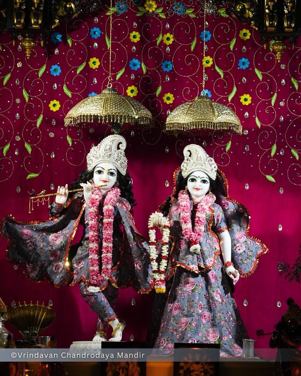 VCMVrindavan's tweet photo. Tonight's Shayana Darshan of Sri Radha Vrindavanchandra - 25 Sep 2026 

#vrindavan #vrindavanchandrodayamandira #Krishna #Radha https://t.co/JKcU0IlWNG