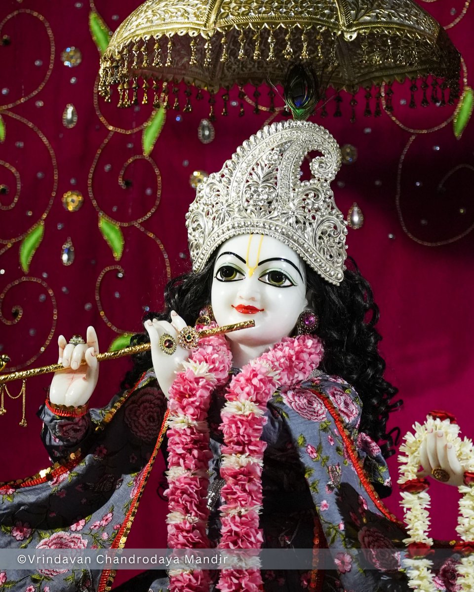 VCMVrindavan's tweet photo. Tonight's Shayana Darshan of Sri Radha Vrindavanchandra - 25 Sep 2026 

#vrindavan #vrindavanchandrodayamandira #Krishna #Radha https://t.co/JKcU0IlWNG