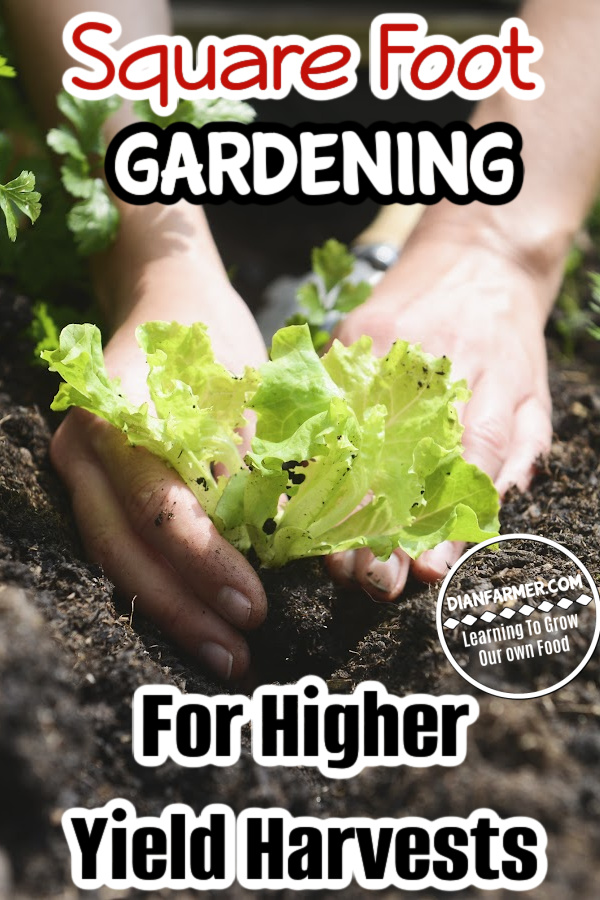 RealDianFarmer's tweet photo. Learn the benefits and techniques of square foot gardening to maximize your garden space.

https://t.co/K75rZhxpKS
#containergardening #gardentips #gardenlife #growyourown https://t.co/wUzUyauPaG