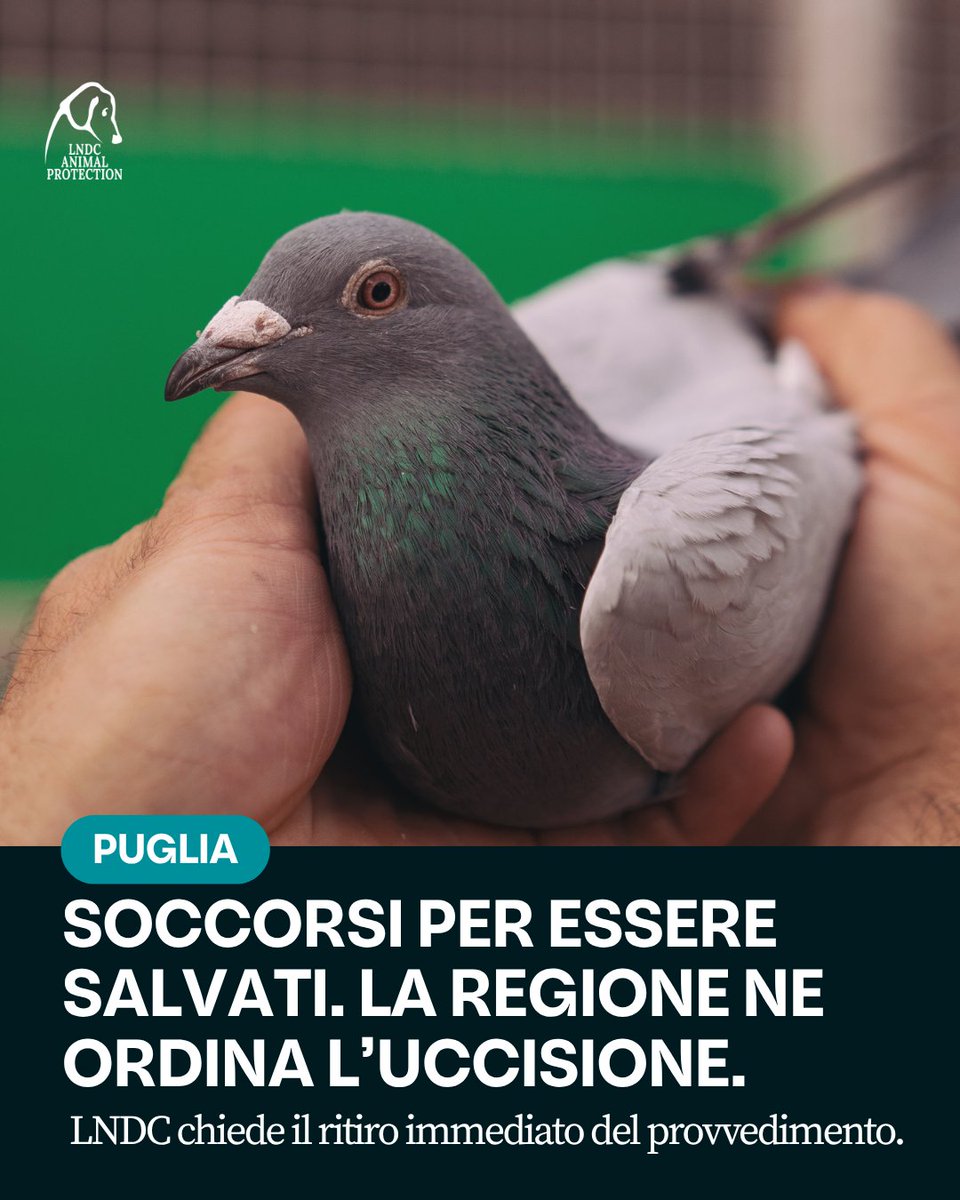 lndc_italia's tweet photo. Erano stati soccorsi per essere curati e tornare a volare. Ora la Regione Puglia vuole che vengano uccisi proprio nel centro che li ha accolti.

Una disposizione regionale chiede al Centro Recupero Animali Selvatici dell’Osservatorio Faunistico Regionale di non accogliere più piccioni e colombi di città feriti o in difficoltà e di sopprimere quelli già ricoverati. La motivazione? Rimetterli in libertà contrasterebbe con i piani di controllo della specie.

È inaccettabile. Stiamo parlando di animali che possono essere curati e salvati. Di vite affidate a veterinari e operatori perché ricevessero aiuto, che ora si vorrebbero cancellare.

Siamo già intervenuti: abbiamo scritto al Presidente della Regione Puglia, Antonio Decaro, chiedendo di sospendere immediatamente la disposizione, ritirarla e ripristinare l’accoglienza e le cure. Il nostro ufficio legale sta già valutando tutte le azioni possibili, qualora la Regione non faccia un passo indietro.

Considerare una specie “problematica” non può diventare una scusa per negarle le cure. Oggi tocca ai piccioni. Domani a chi?

Non resteremo a guardare mentre un luogo nato per salvare vite riceve l’ordine di spegnerle.

#LNDCAnimalProtection #Piccioni #RegionePuglia #TutelaAnimali #AnimaliSelvatici