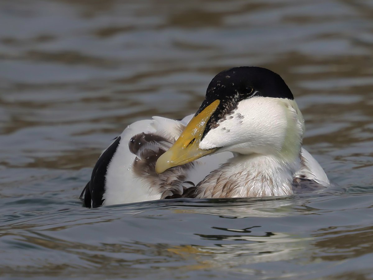 stevesando1's tweet photo. Drake Eider feasting on crabs yesterday. Looe, Cornwall. https://t.co/PZMObYn10P