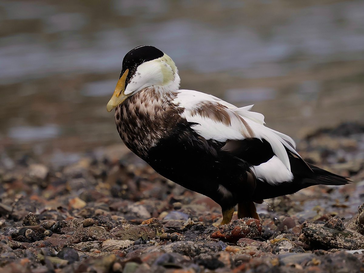 stevesando1's tweet photo. Drake Eider feasting on crabs yesterday. Looe, Cornwall. https://t.co/PZMObYn10P