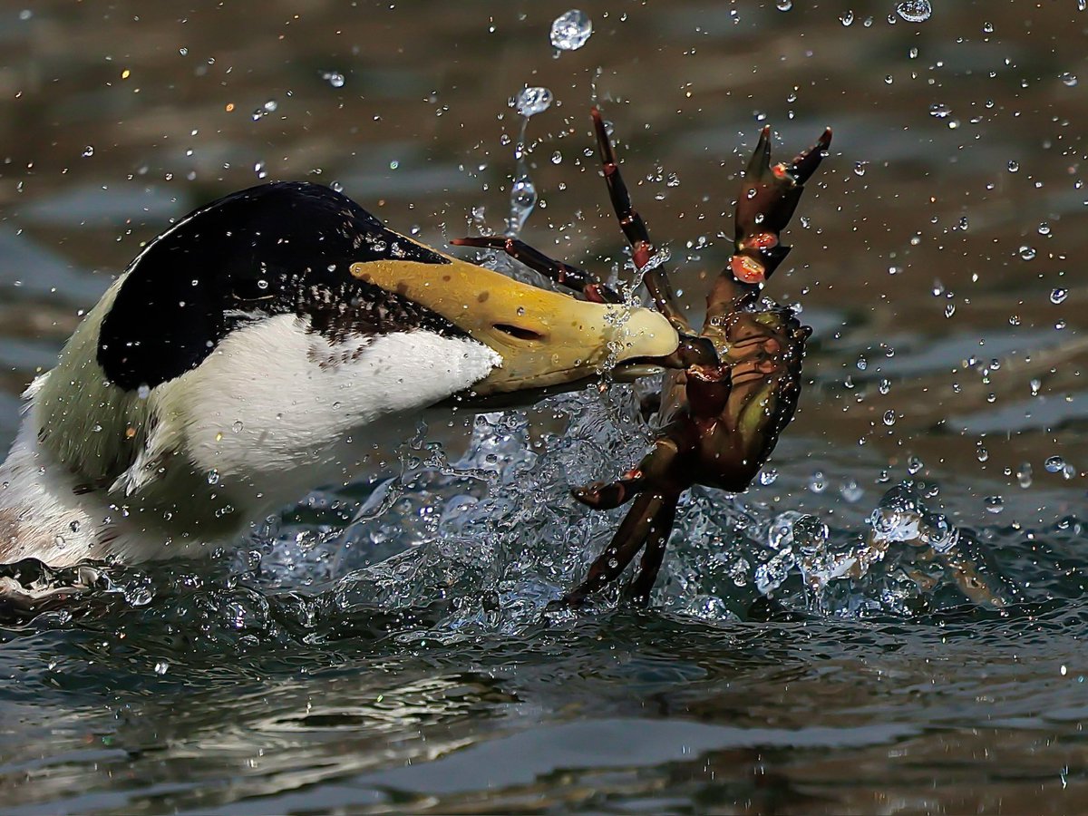 stevesando1's tweet photo. Drake Eider feasting on crabs yesterday. Looe, Cornwall. https://t.co/PZMObYn10P