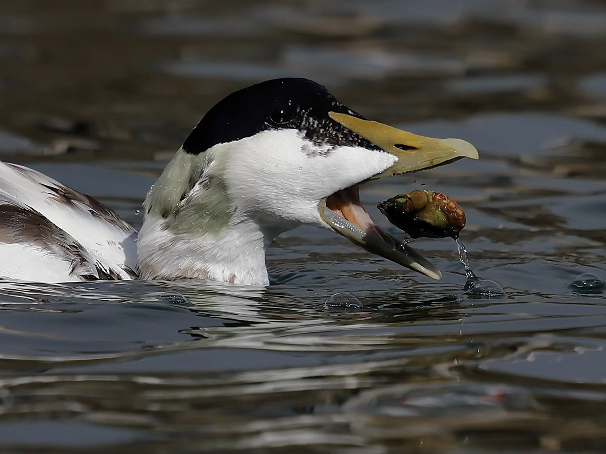 stevesando1's tweet photo. Drake Eider feasting on crabs yesterday. Looe, Cornwall. https://t.co/PZMObYn10P