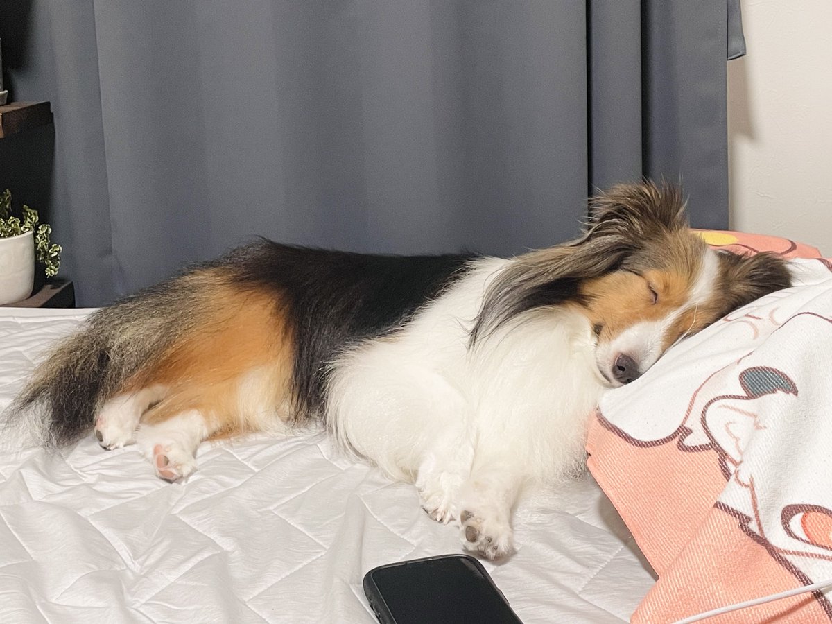 tsuku_sheltie's tweet photo. 健やかに眠るいぬ https://t.co/1XKT8OrYFX