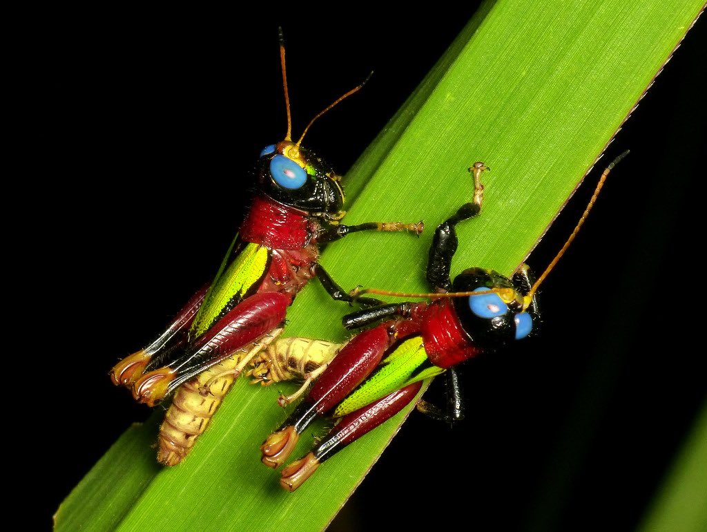 orthopterans's tweet photo. 🇪🇨 Grasshoppers (Megacheilacris bullifemur)

https://t.co/5Zydd9zaIU https://t.co/CipErXI6Nk