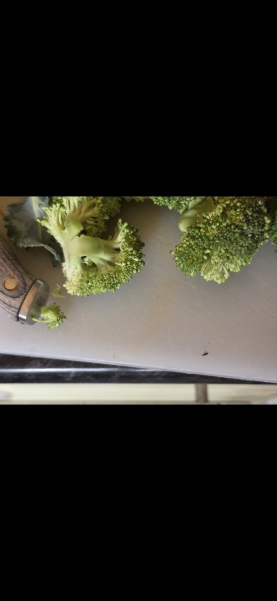 TristonBeach's tweet photo. @Tesco can you please explain to me why your broccoli has bugs in it? Had this on 2 occasions now... https://t.co/pew9gtXi2v