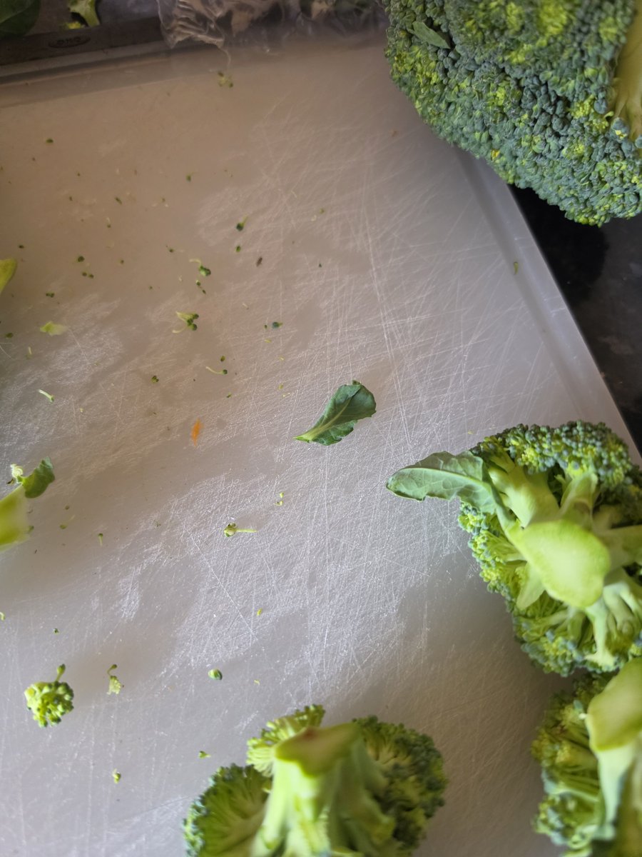 TristonBeach's tweet photo. @Tesco can you please explain to me why your broccoli has bugs in it? Had this on 2 occasions now... https://t.co/pew9gtXi2v