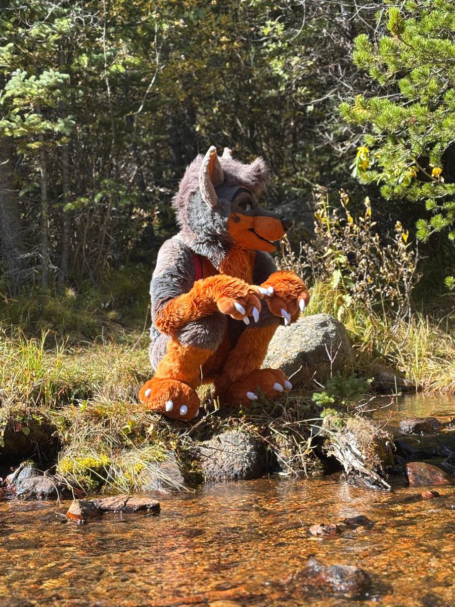 RenoDobie's tweet photo. Puppy in nature 🌲☀️

🧵@BlueHarborC https://t.co/JnApSB8hVc