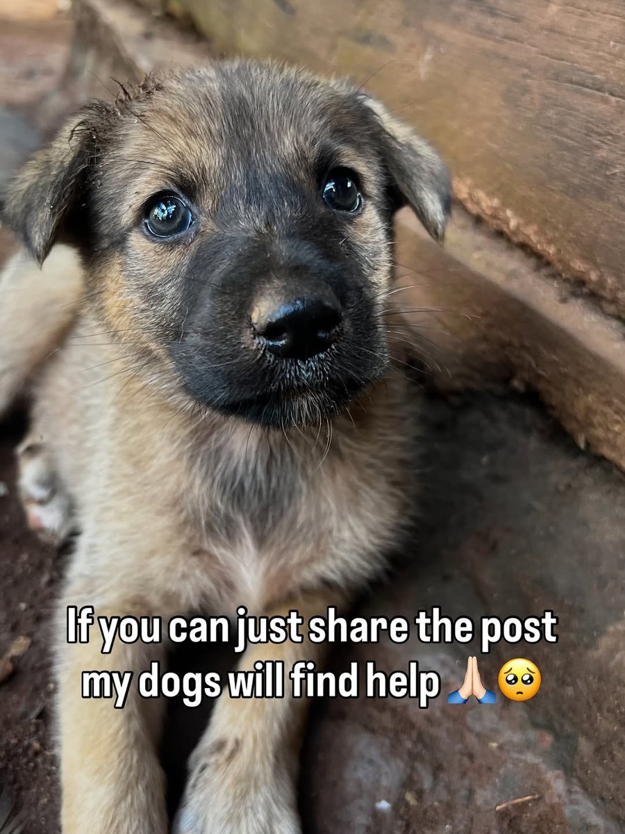 PawsOfHope4's tweet photo. Hello everyone please support for dogs Link in Bio and first comment https://t.co/fazt8ObCBi