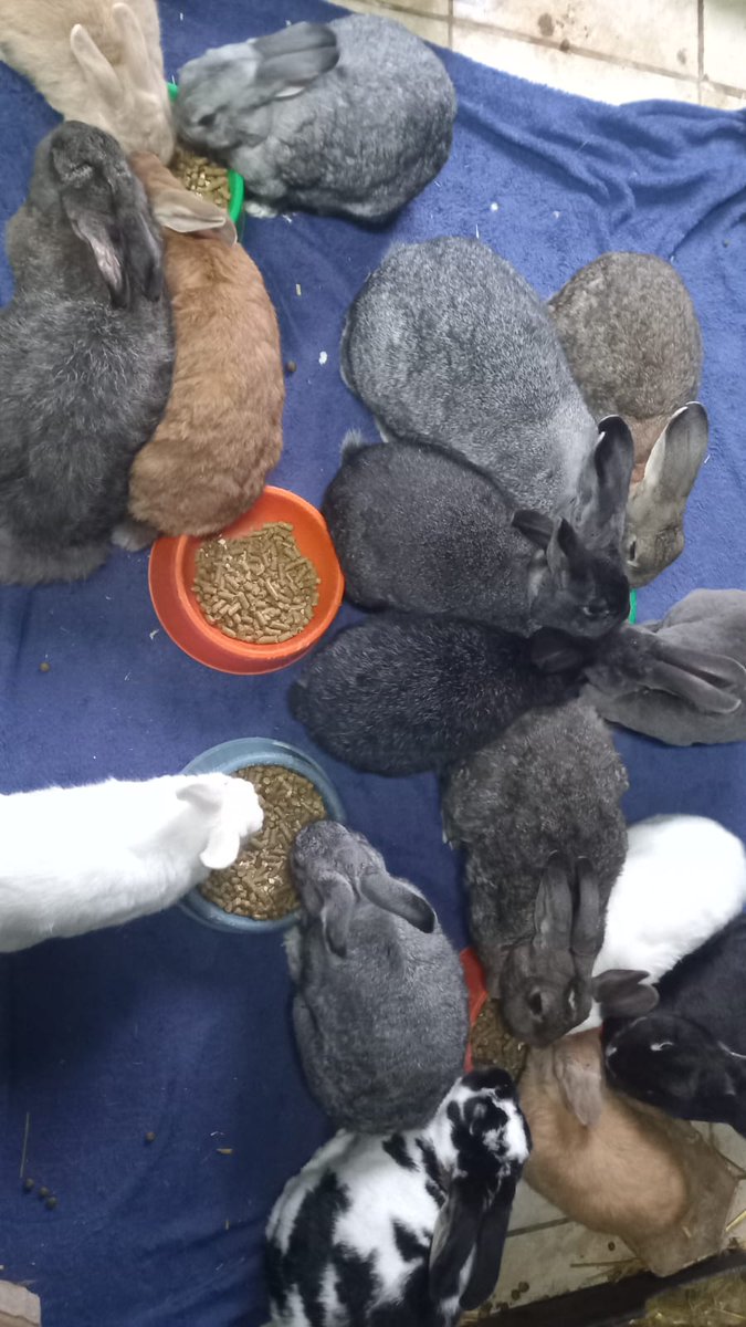 Hop2saverabbits's tweet photo. 🌙 A frightened rabbit makes no sound. In a dark abattoir, its terror is completely silent.

They cannot plead for their lives, write letters, or sign petitions. They rely entirely on us to speak for them.

Legislation takes time, but signing and sharing takes seconds. When ordinary people unite, individual sympathy turns into legal protection that lasts forever.

Spend 30 seconds before bed giving a voice to a silent soul:

✍️ SIGN HERE: Stop Rabbit Abattoirs in South Africa

👉 https://t.co/HmjR7oxpLP

📲 SHARE THIS POST: Pass this to one person to build our collective voice overnight.

💬 Leave a "SIGNED" or 🐰 in the comments to help us reach fresh feeds overnight!

#HoptoSaveRabbits #BedtimeReflection #UniteForChange #BeTheirVoice #PetsNotFood
