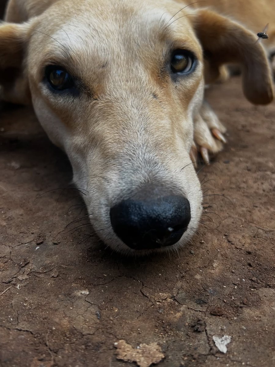 PawsOfHope4's tweet photo. Hello everyone please support for dogs Link in Bio and first comment https://t.co/fazt8ObCBi