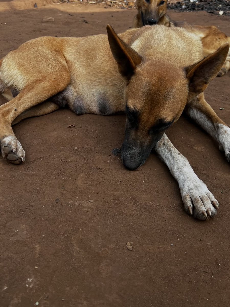 PawsOfHope4's tweet photo. Hello everyone please support for dogs Link in Bio and first comment https://t.co/fazt8ObCBi