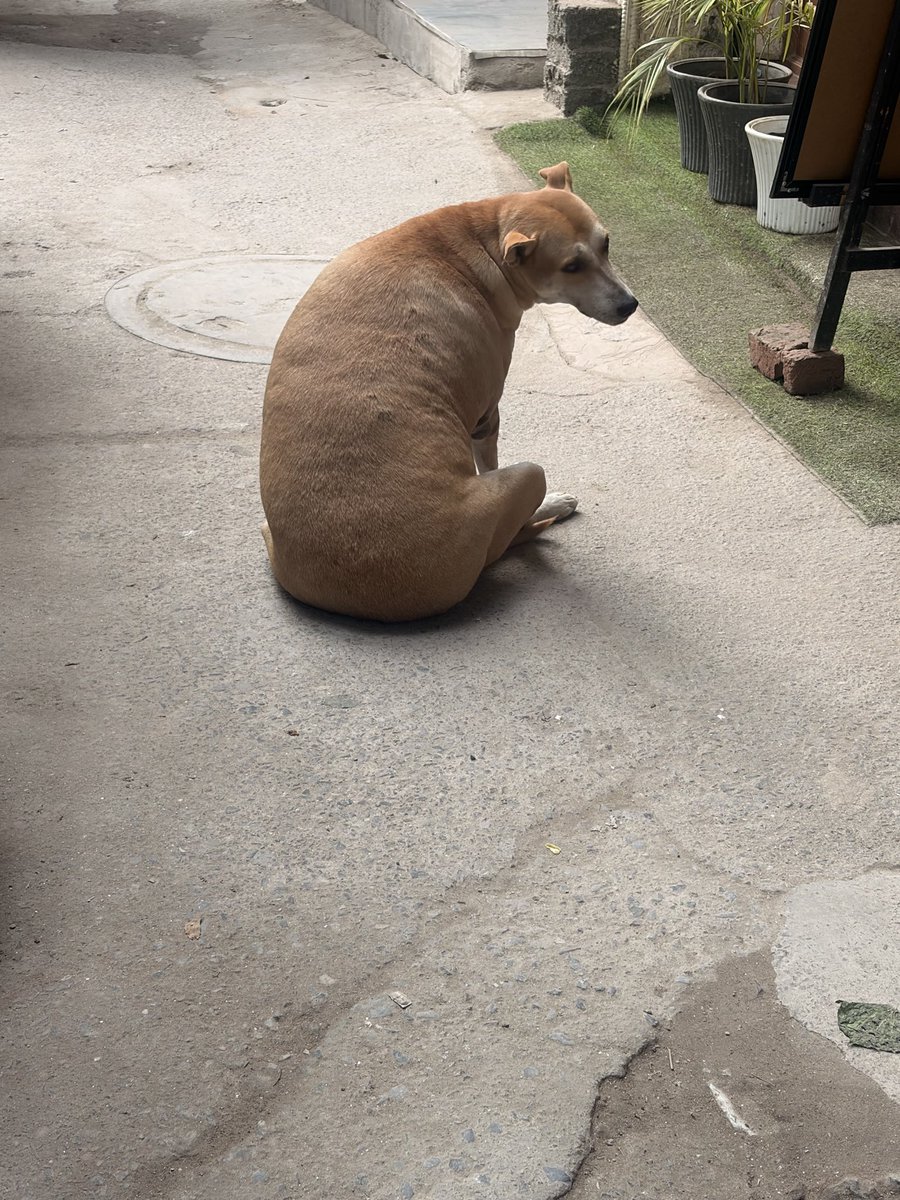 anushtwt's tweet photo. everyone be like fat dog fat dog what about this fattie fattie haha https://t.co/u6a6FTGcsD