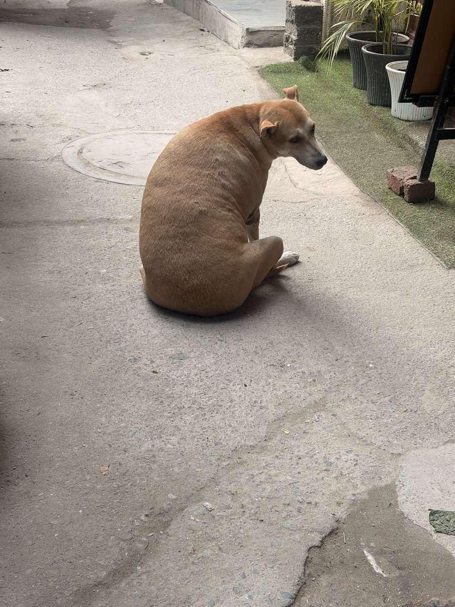 anushtwt's tweet photo. everyone be like fat dog fat dog what about this fattie fattie haha https://t.co/u6a6FTGcsD