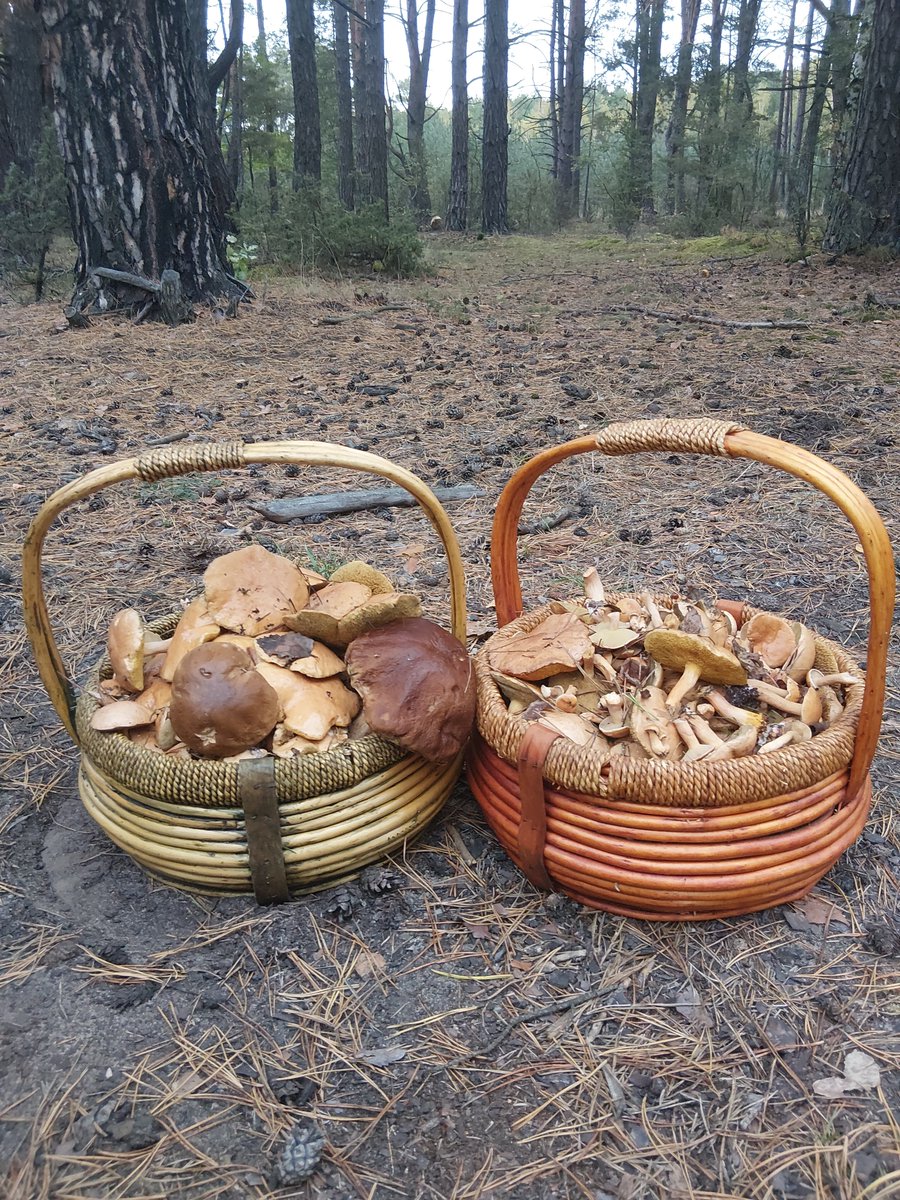 EfectDomina's tweet photo. Kręgosłup już boli od tych grzybów. Ile to się człowiek musi umordowanć 🥵 https://t.co/bPnfTxjsgH