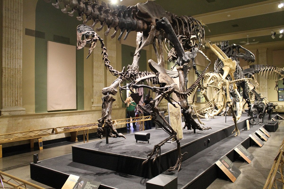 TM9380's tweet photo. Universities, places that should be pushing education and science outreach, have been betraying the public interests and trust left and right by shuttering and/or gutting their museums/programs. Shame on them. Don’t let them ignore your voice. https://t.co/bXxKEmpLoH