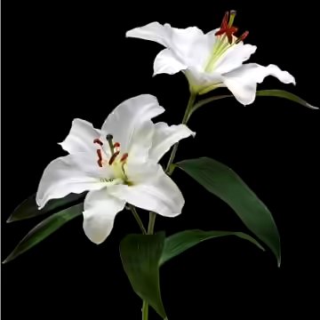 Ottman28041982's tweet photo. @KM333111 @almshf4 https://t.co/87RKY3klvb