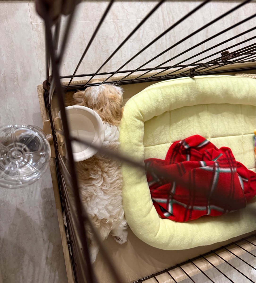 FujiokaKurumi's tweet photo. 琥珀さん🐶
最近の寝相その２

うとうと寝
よくケージのフチとベッドの間に収まってる
わざわざベッド押しのけて挟まりに行くんだけど何故… https://t.co/FtW9zbFB3m