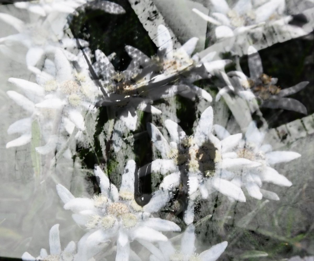 33edelweiss's tweet photo. #shedrtwt #shrtwt #slittwt https://t.co/DUPvhDo2OO