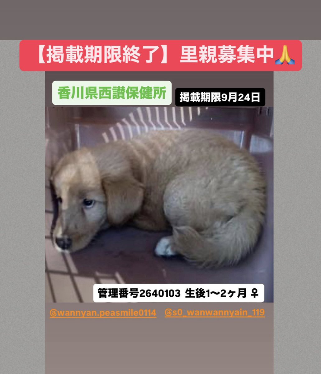 NoCulling's tweet photo. 【掲載期限終了】里親募集中です🙇
この子を笑顔にしてくださる方…🙏 https://t.co/wacTJ7I0Xp
