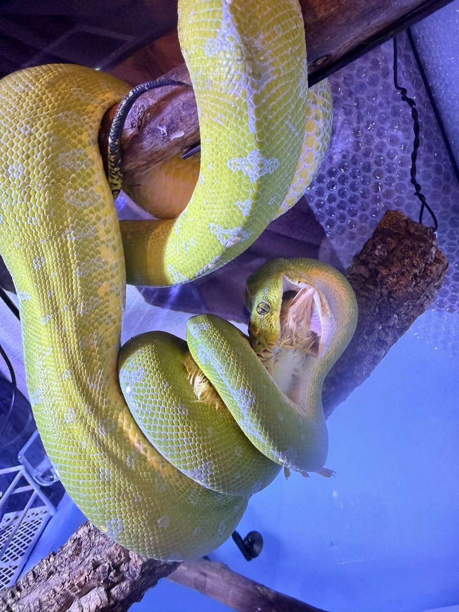 luv_snake's tweet photo. 🐥ごはん🐥
食べ進めるのが遅くてしばらくこの体制のまま。。。（´-`）.｡oO🐍

#グリーンパイソン
#お給餌
#爬虫類
#ヘビ https://t.co/aI0TYXyE9p