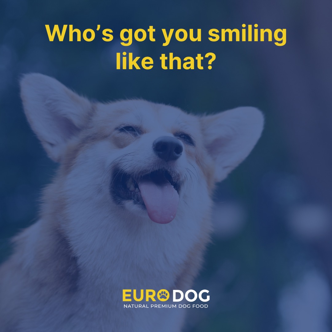 FerminYafai's tweet photo. Delicious and nutritious—your dog deserves both! Stay tuned for the Euro Dog launch and discover its benefits. Follow us on social media to be among the first to know. https://t.co/QprcsQiOVt