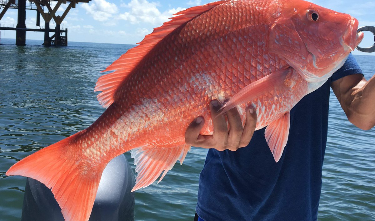 RepRutherfordFL's tweet photo. The long-awaited South Atlantic red snapper season is finally here. From October 9th to October 22nd, I encourage everyone to take advantage of Florida's beautiful waters and go fishing!

While it is fewer days than we hoped for, this season is a great opportunity for us to learn more about the red snapper fishery, collect high-quality data, and lay the groundwork for a longer and more predictable recreational season in 2027 and the years to come.

Read my full statement here:
https://t.co/ohgq4mTF8r