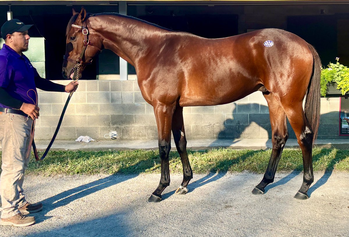 allegrasuzanne's tweet photo. Check out that walk on Hip 4️⃣5️⃣1️⃣8️⃣

Showing in barn 3 now 📍 https://t.co/CFpeD16HYU