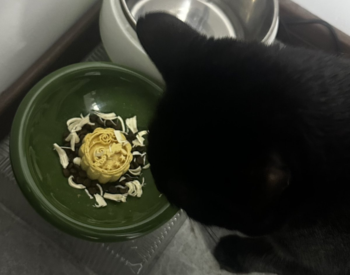 ACSakataJunko's tweet photo. 小猫，你可以吃月饼🥮 https://t.co/bqrNnxZJO5