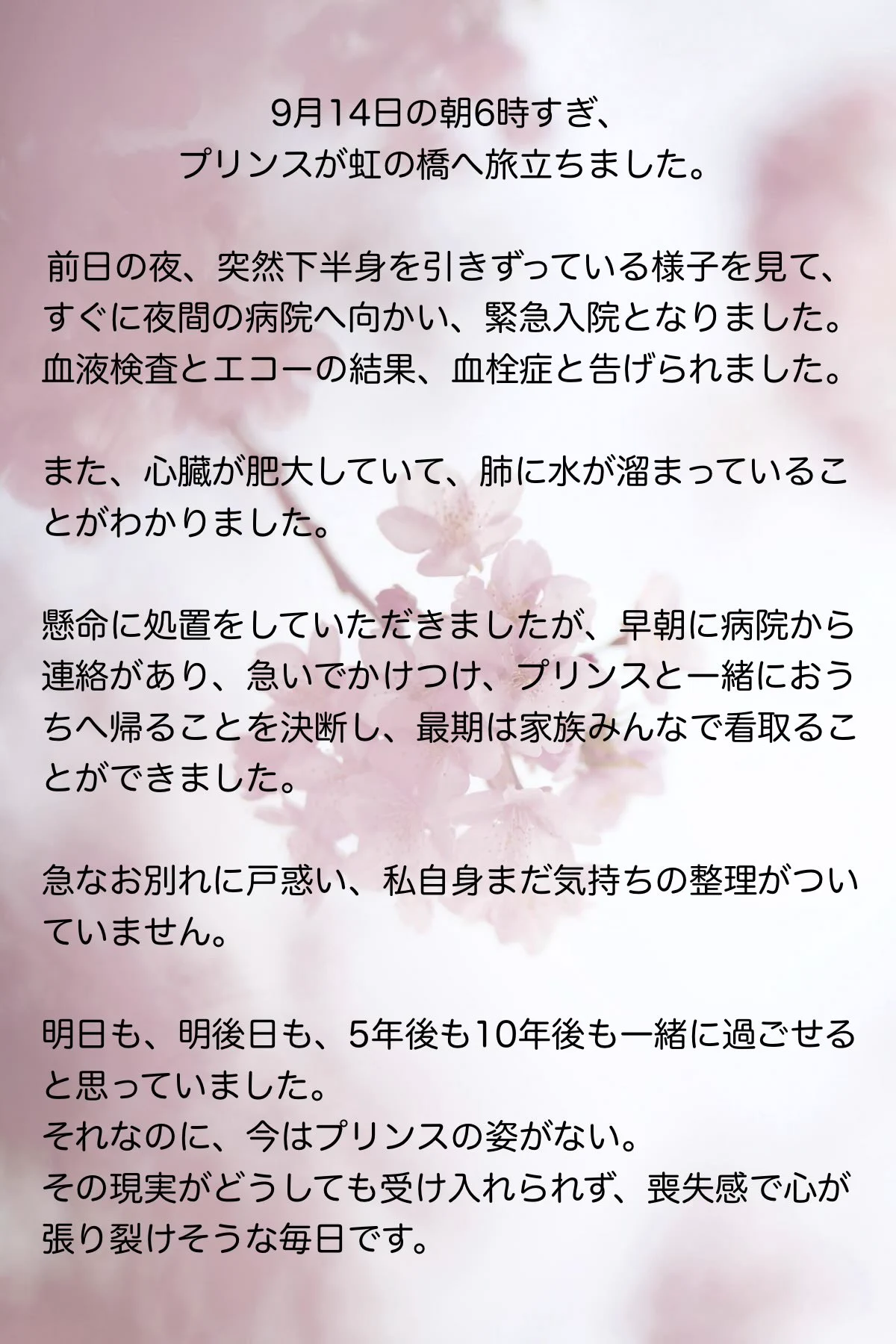 保護猫カフェさくら 2号店🌸越谷市 on X: 