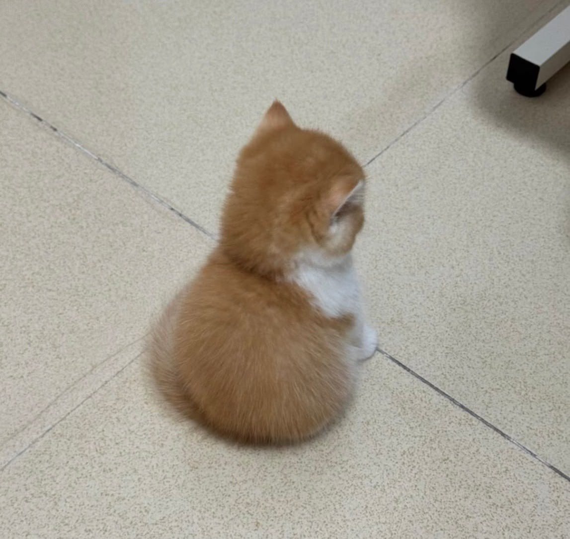 melxatelier's tweet photo. a tiny cat 🐈🤍🤏🏻

#Santapp https://t.co/E2egVCOe8d