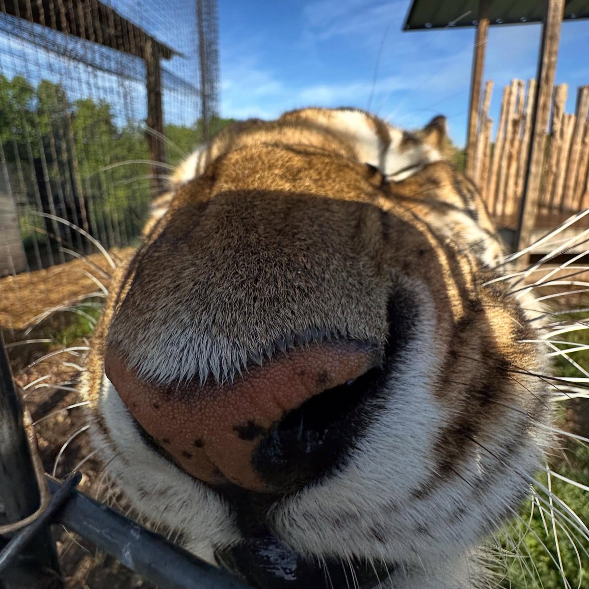 bigcatburger's tweet photo. sniff sniff snorf snurf https://t.co/01XVqtcL27