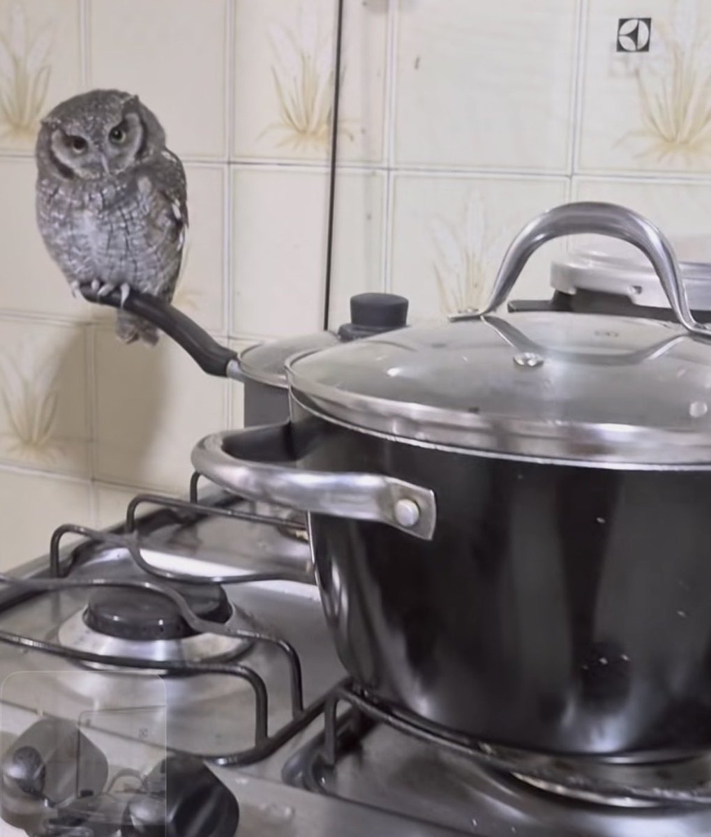 SavosAndSavos's tweet photo. His ass CANNOT cook…. He can’t even lift the pot!!!! FRAUD!!!!!! https://t.co/zc8hjaLKqx