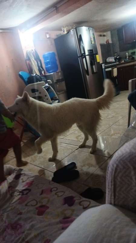 AlertaMePerdi's tweet photo. #PERDIDO #GUAYAQUIL
Nombre: #Balto
Fecha: 2026-09-25
Sector: Centro, Villavicencio y calicuchima
Sexo: Macho
Raza: lobo Samoyedo
Observación: Es blanco alto con colores azules
Contacto: 0984932258
¡Ayúdalo a volver con su familia!
 #AlertaMePerdí https://t.co/Uu8aY6U5Uw