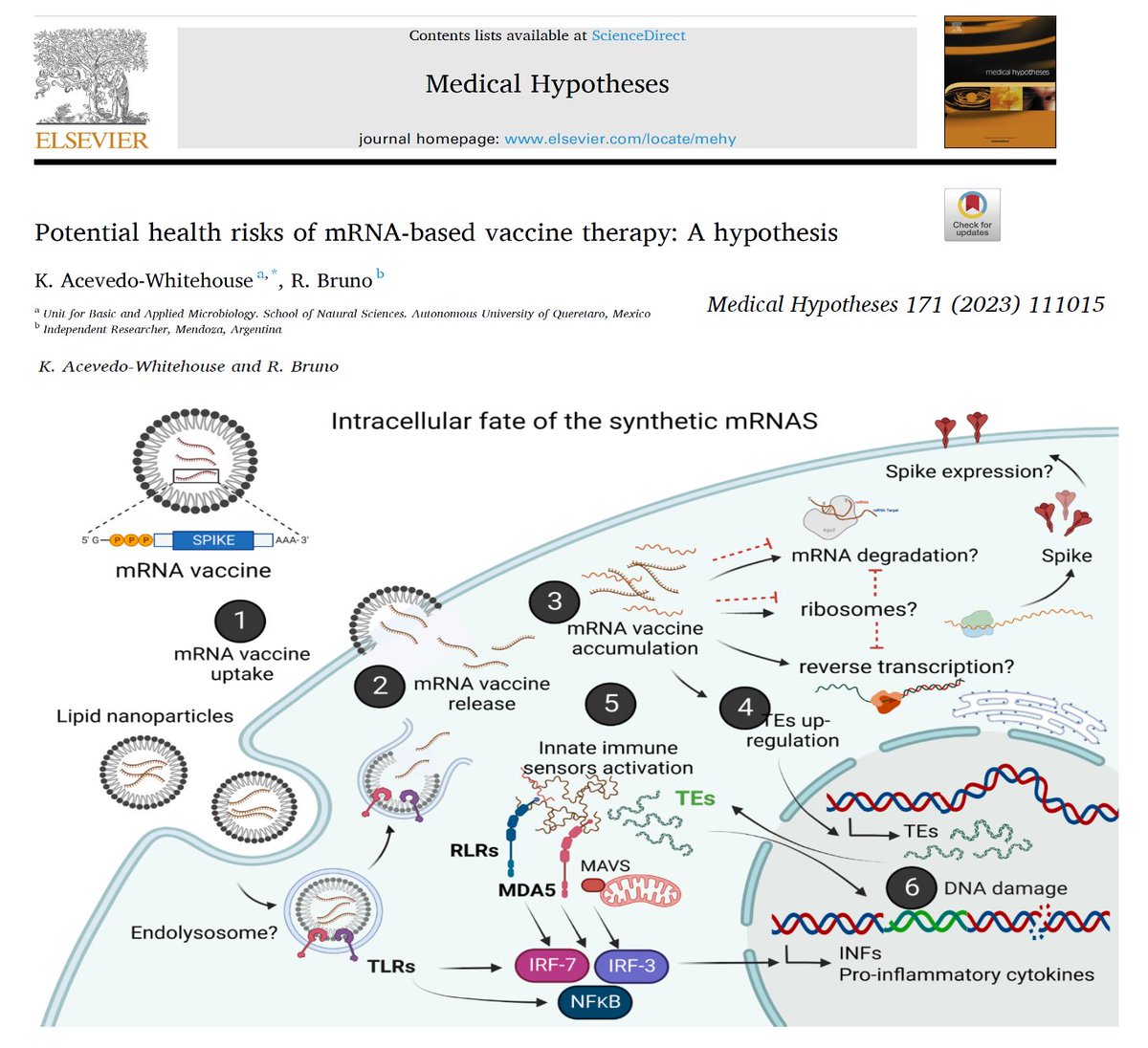 P_McCulloughMD's tweet photo. Mind-Blowing Reality:  81% of Americans COVID-19 vaccinated, 94% of whom have synthetic mRNA in their bodies producing the potentially lethal Spike protein.  Unless the library of anti-Spike antibodies is perfectly neutralizing, Spike will cause tissue damage and result in chronic illness.  Unnatural, unsafe.  Courtesy Marissa Streit, Prager University.  @marissastreit @prageru @McCulloughFund