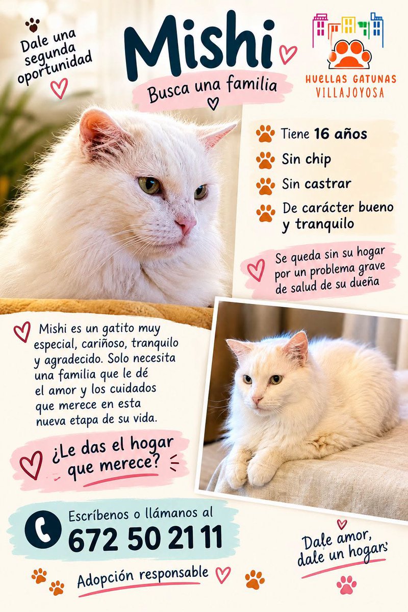 SosAbuelos1's tweet photo. #ALICANTE
A sus 16 años, por un problema de salud, la humana de #MISHI no lo va a poder cuidar

Es casero, cariñoso y sereno, pero sobre todo es ancianito y lo que más valora es el cariño y su estabilidad.

Vamos a compartirlo para que encuentre hogar

WhatsApp  672 50 21 11 https://t.co/VIZ87ikLbQ